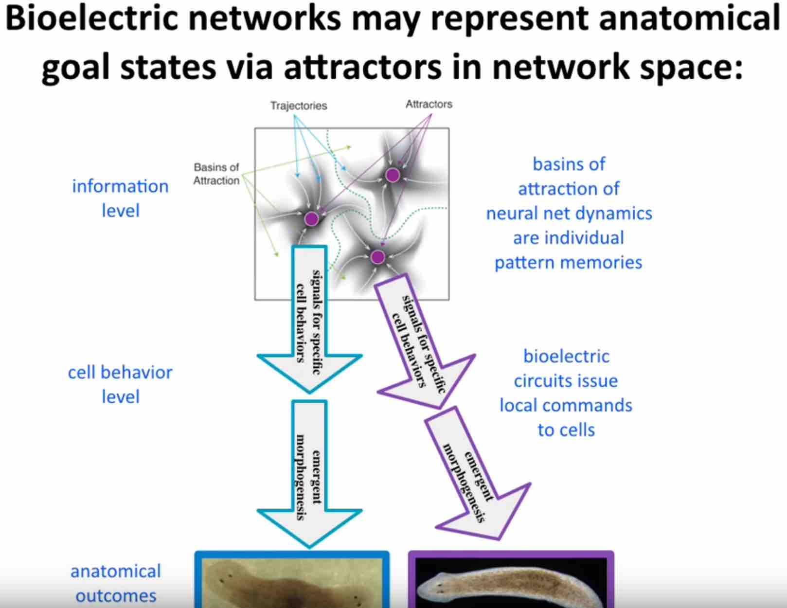 Slide from Michael Levin's talk